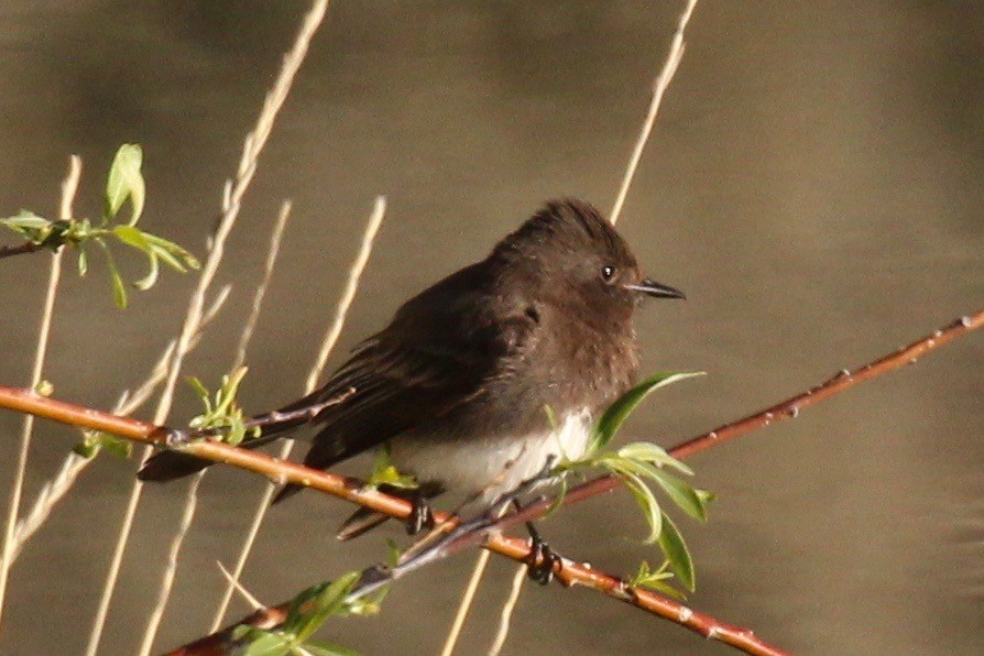 Black Phoebe - ML54685801
