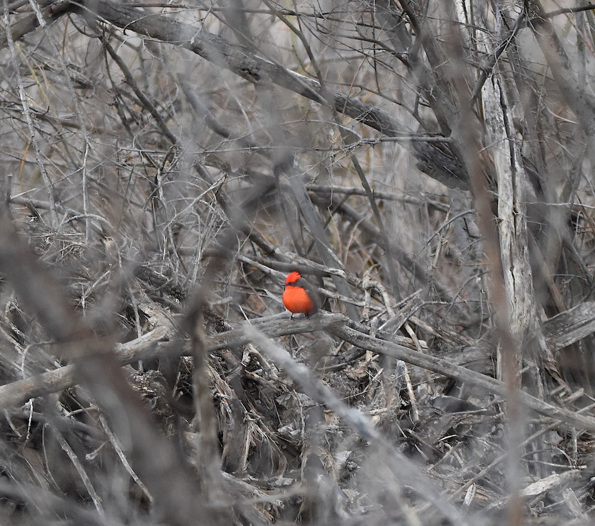 Moucherolle vermillon - ML546858461