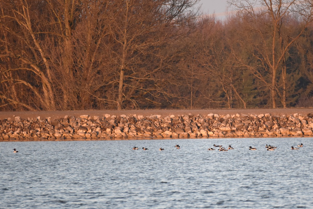 Red-breasted Merganser - ML546858471