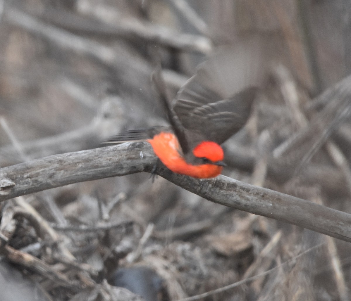 Moucherolle vermillon - ML546858491