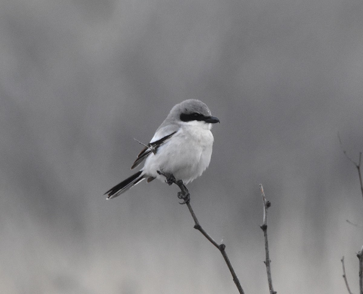 Pie-grièche migratrice - ML546858531