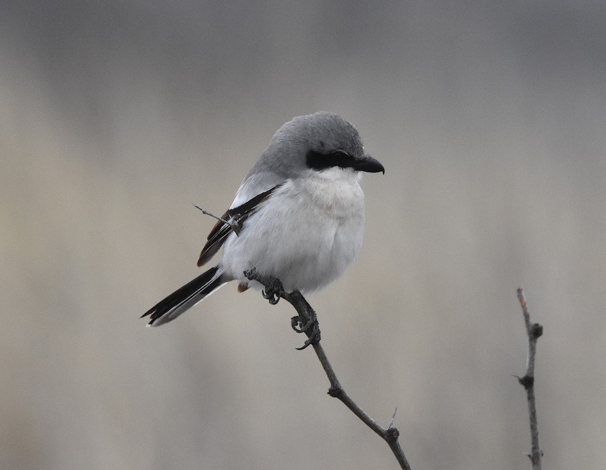 Pie-grièche migratrice - ML546858541