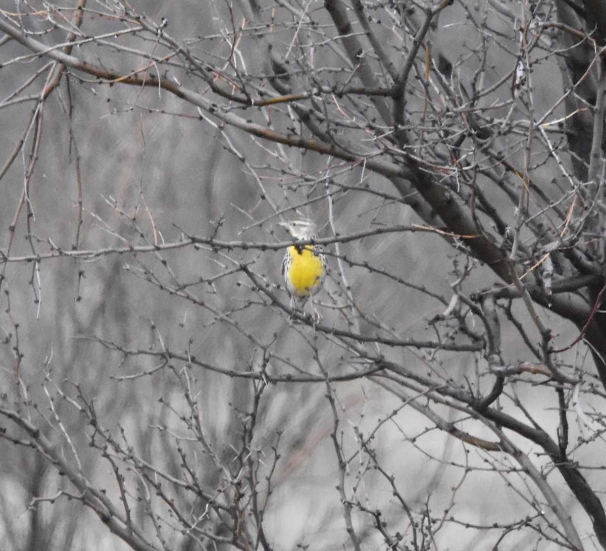 Sturnelle de l'Ouest - ML546858601