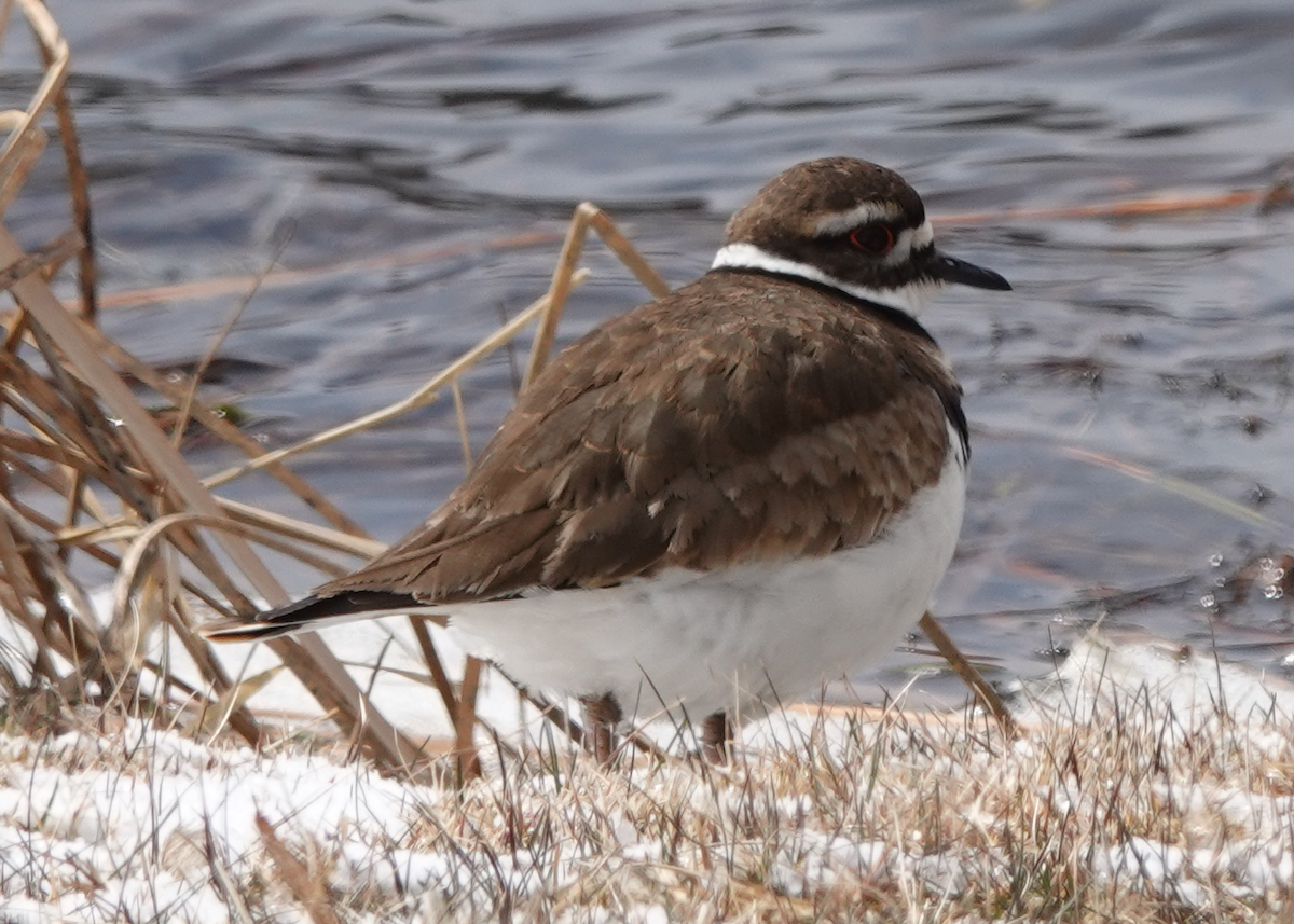 Killdeer - ML546858991