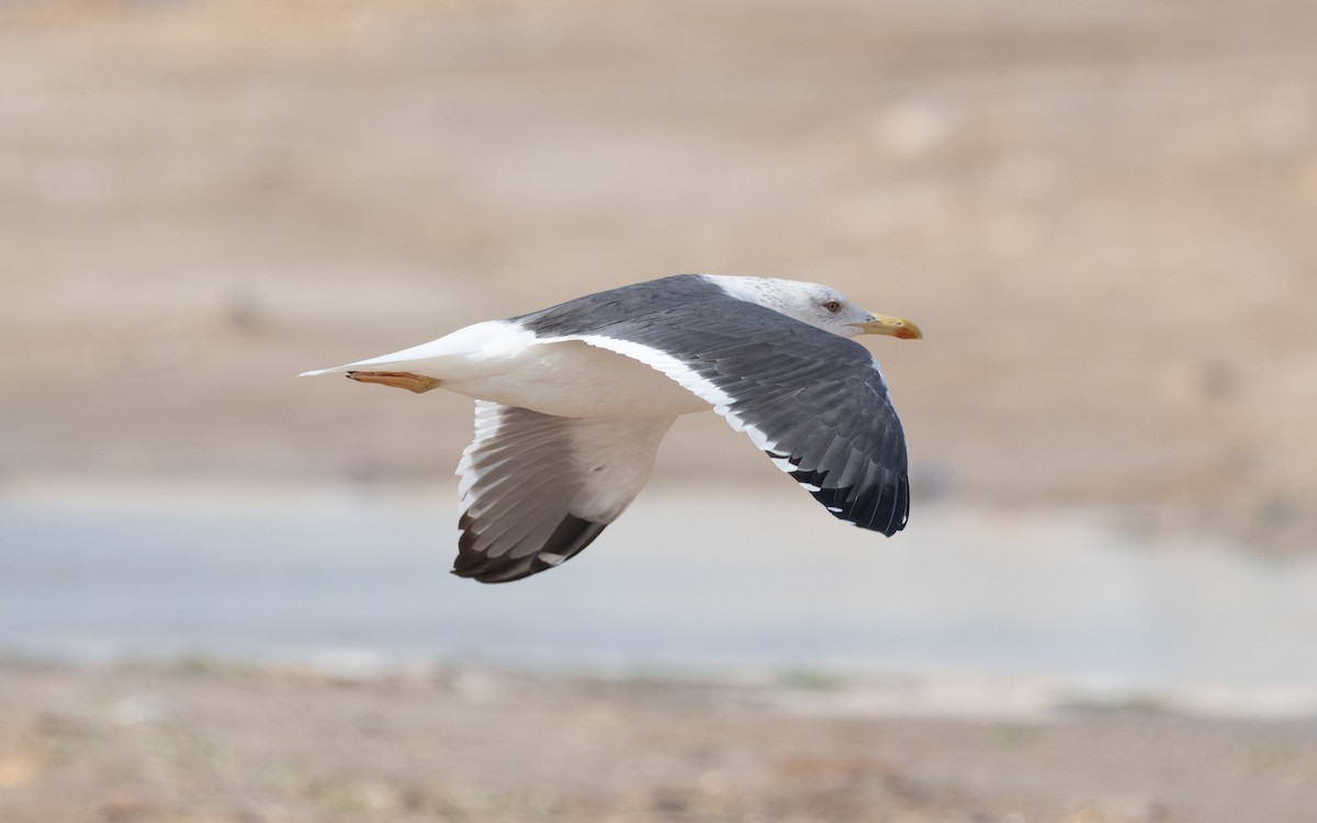 Lesser Black-backed Gull (Heuglin's) - ML546859201