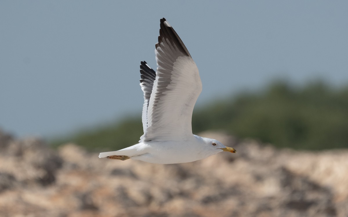 Lesser Black-backed Gull (Heuglin's) - ML546859221