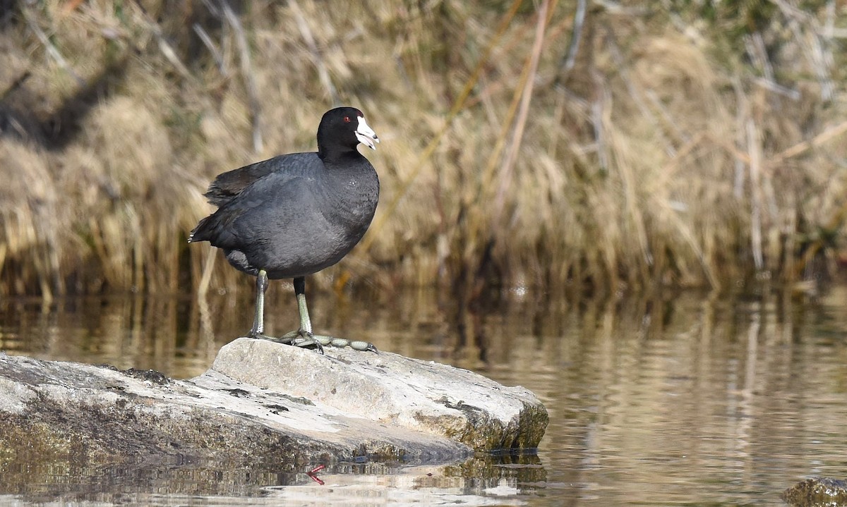 American Coot - ML546859651