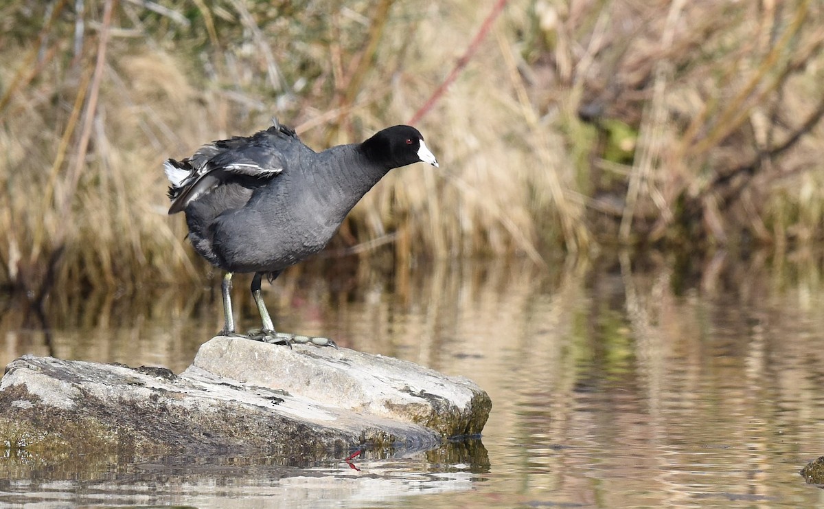 American Coot - ML546859761