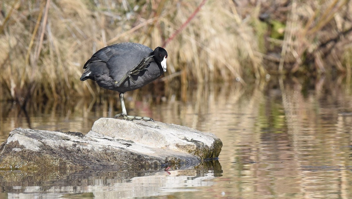 American Coot - ML546859851