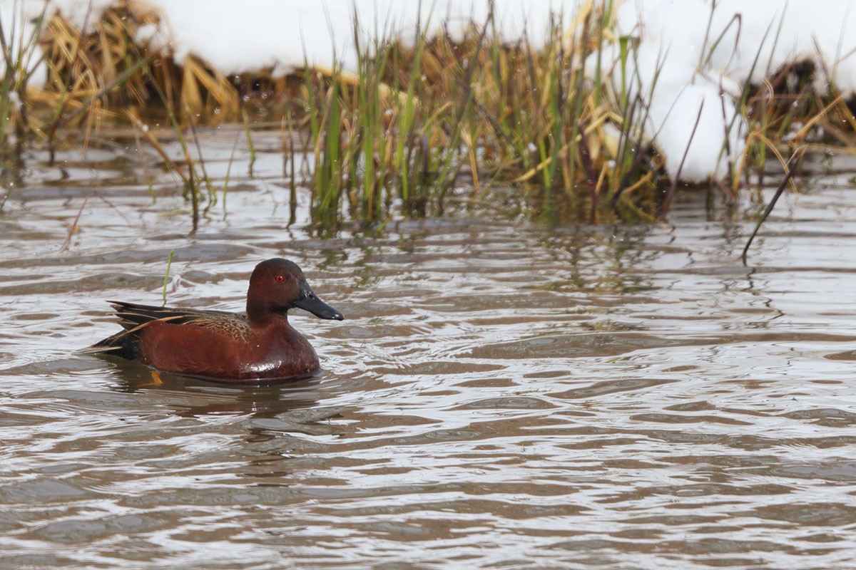 Cinnamon Teal - ML546860151