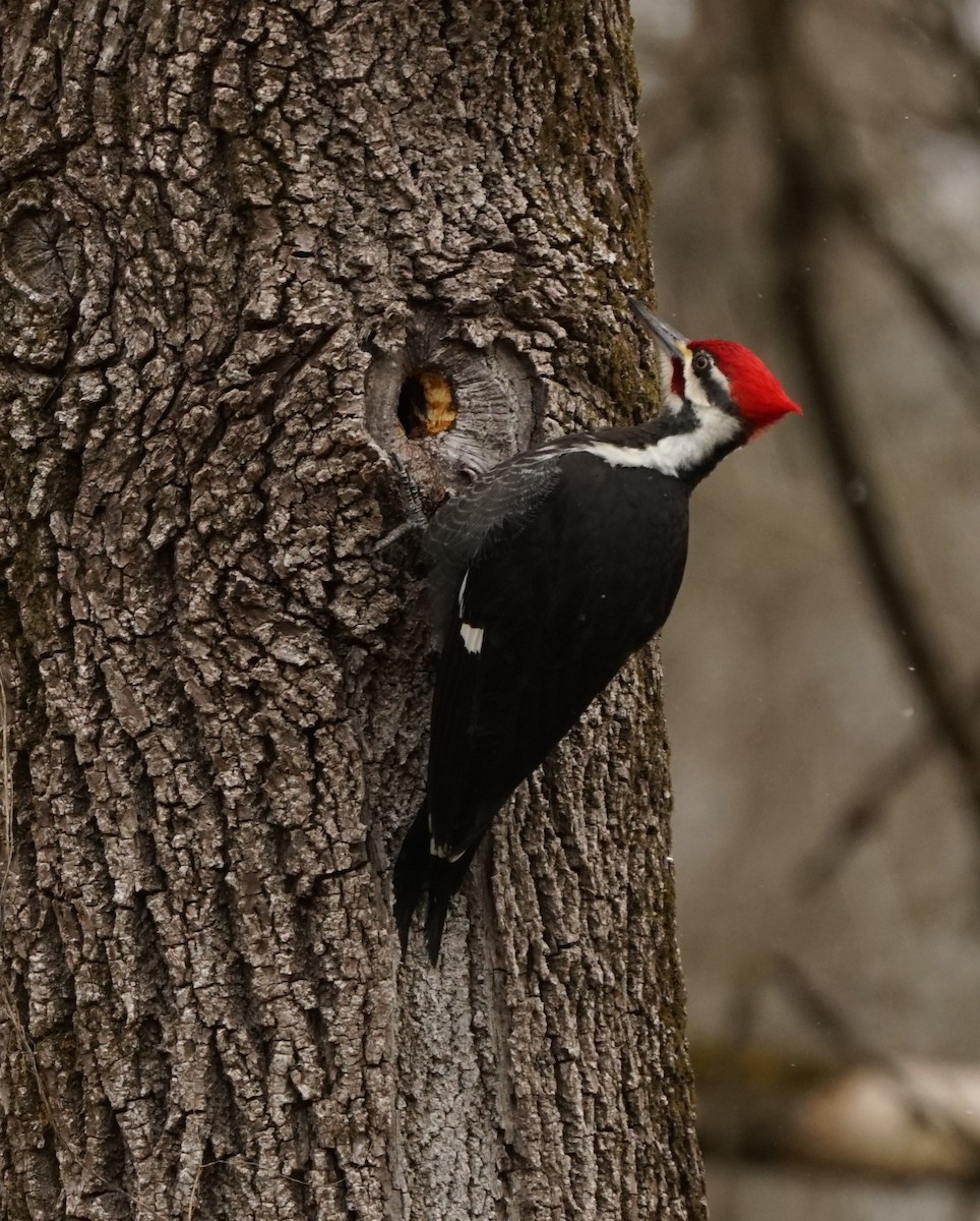 Pileated Woodpecker - ML546860411