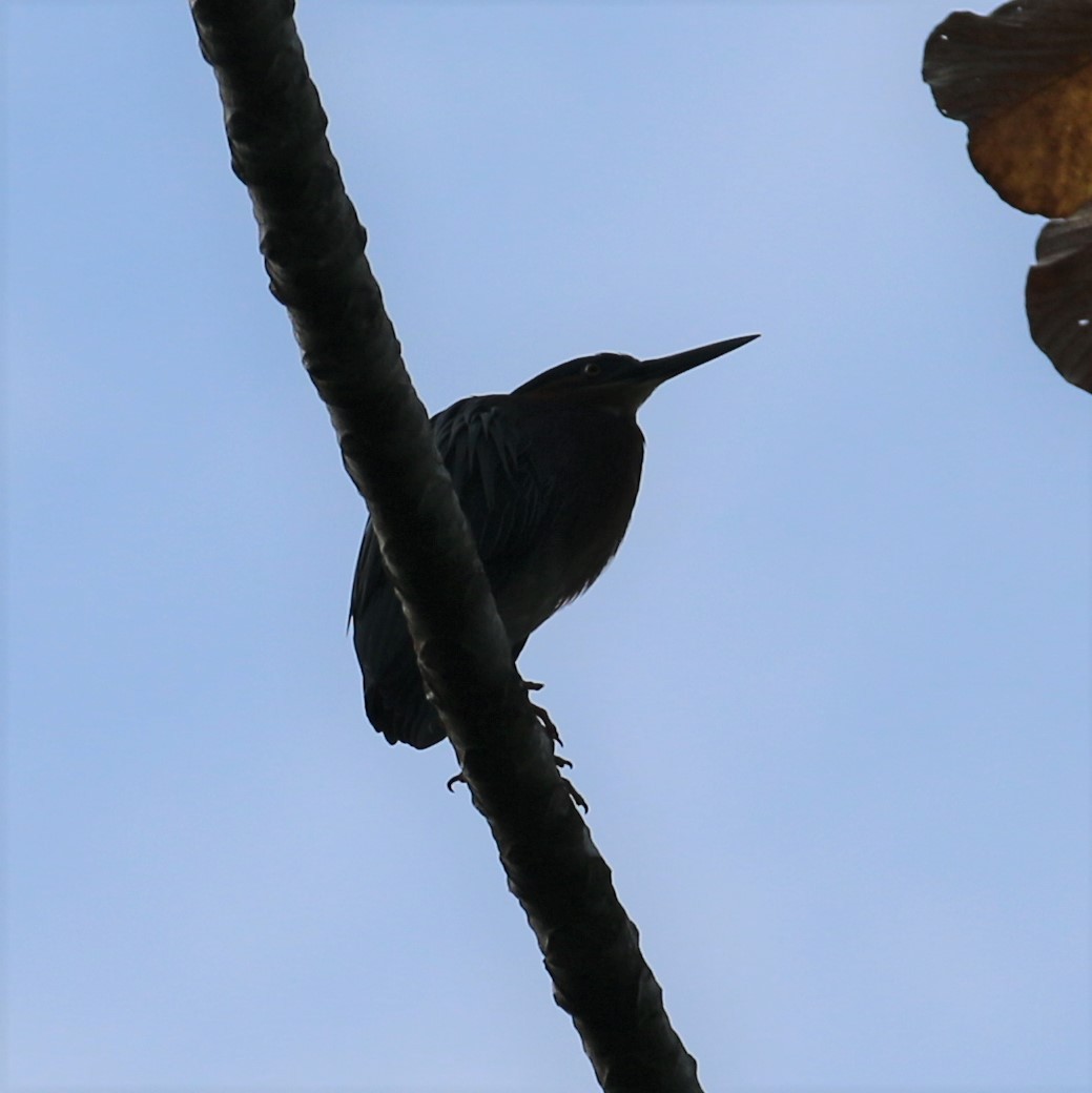 Green Heron - ML546860911