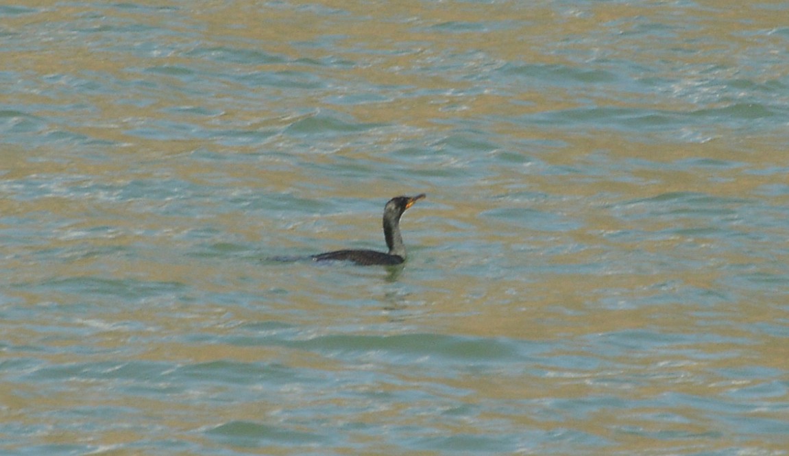 Double-crested Cormorant - ML546861621