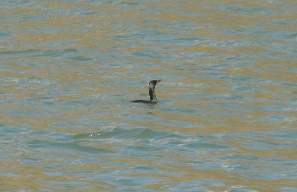 Double-crested Cormorant - ML546861631