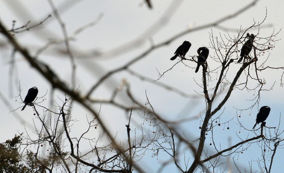 Double-crested Cormorant - ML546861641