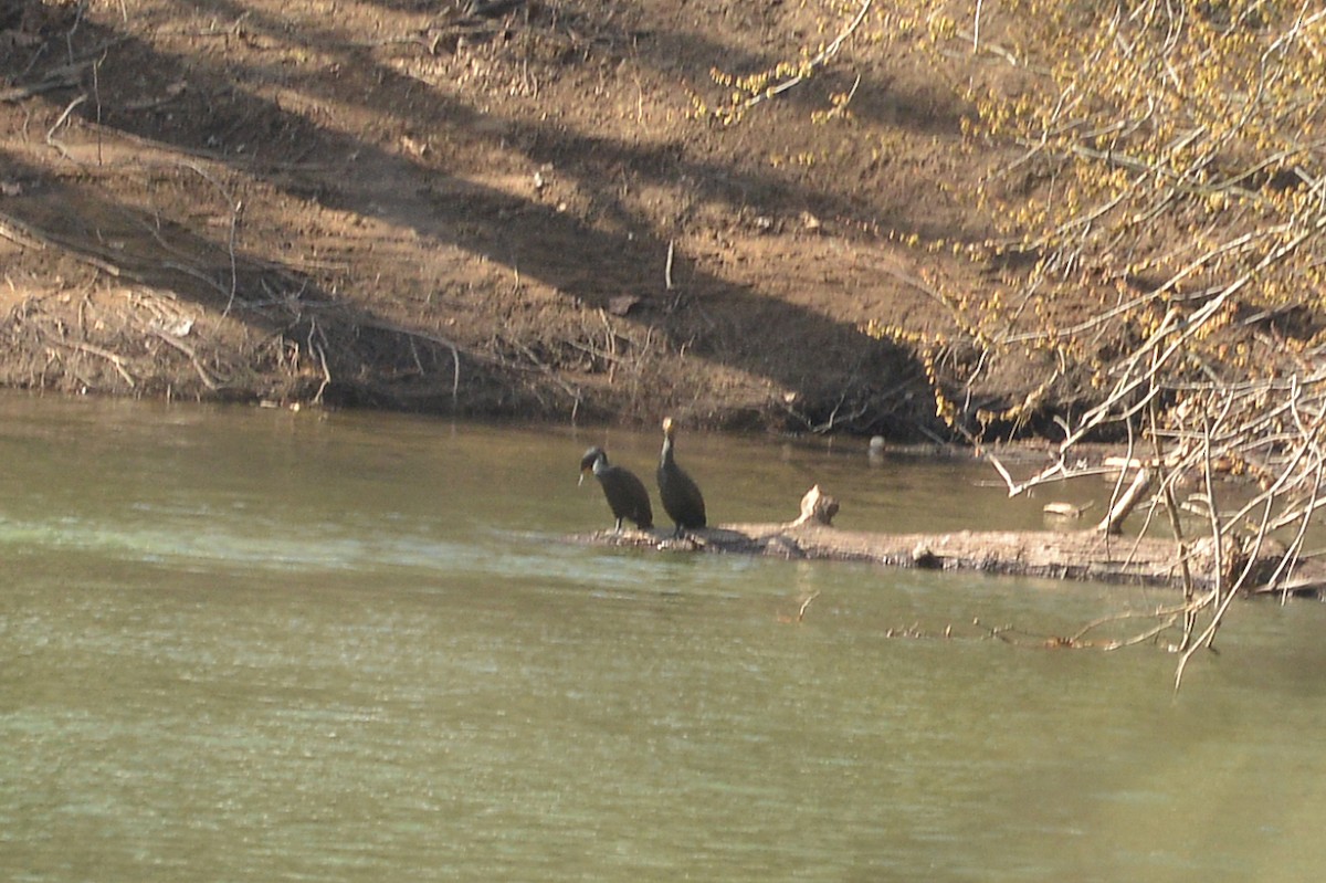 Double-crested Cormorant - ML546861651