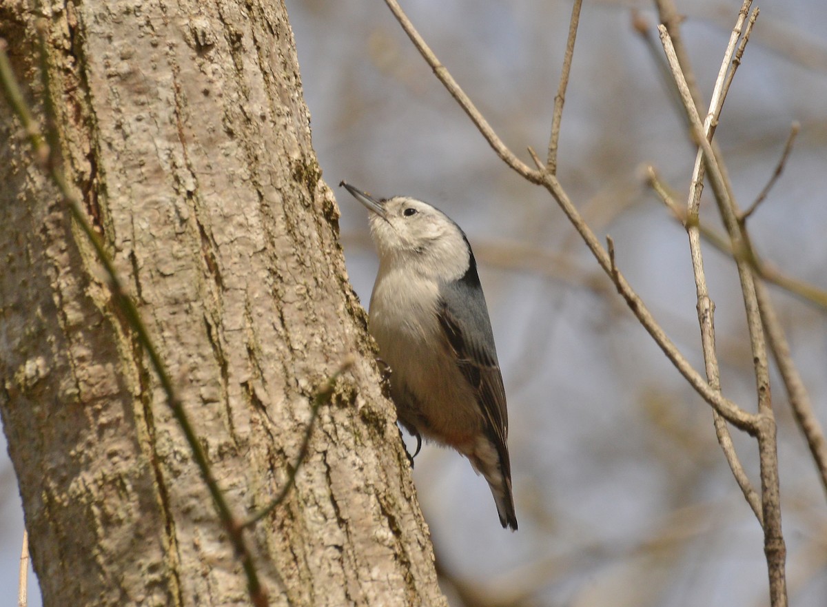 White-breasted Nuthatch - ML546861931