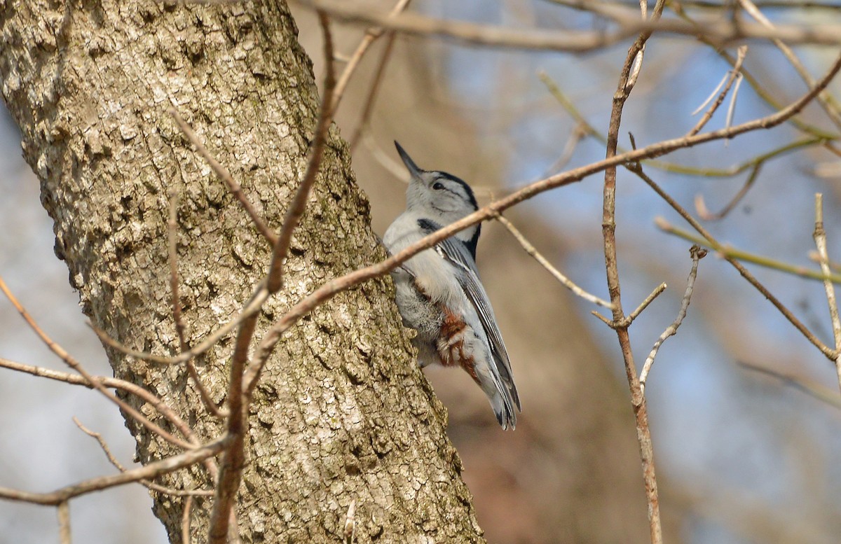 White-breasted Nuthatch - ML546861941