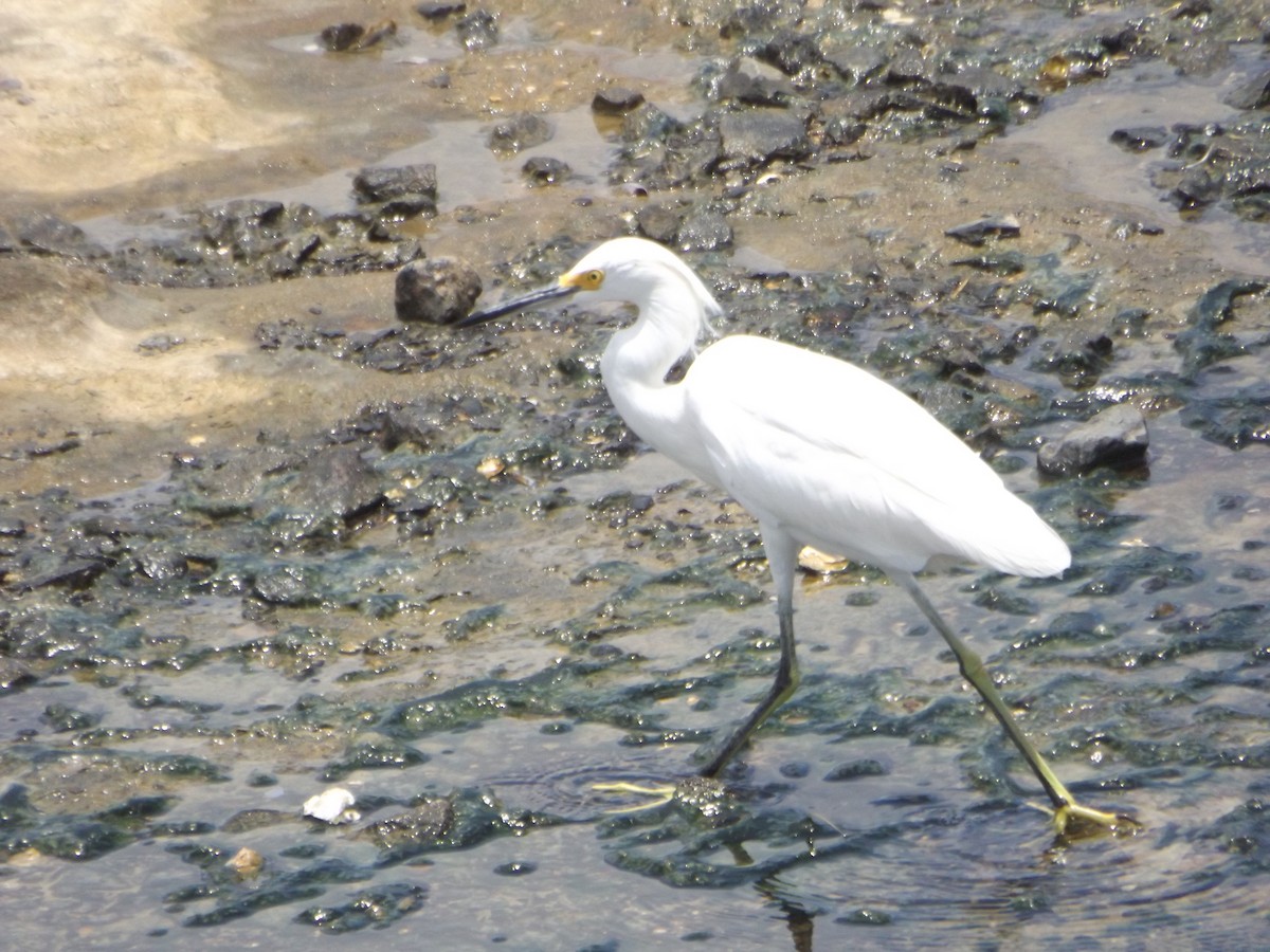 Snowy Egret - ML546862951