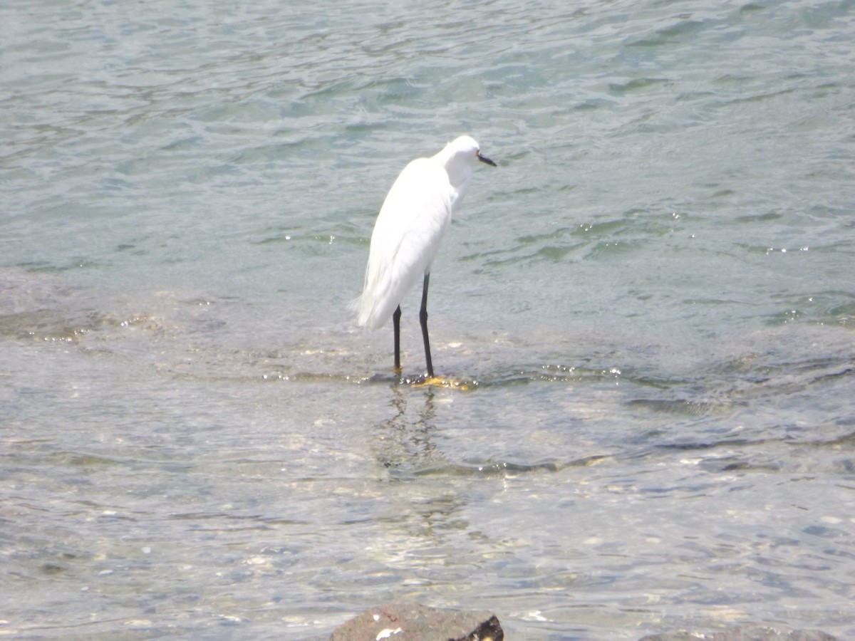 Snowy Egret - ML546863481