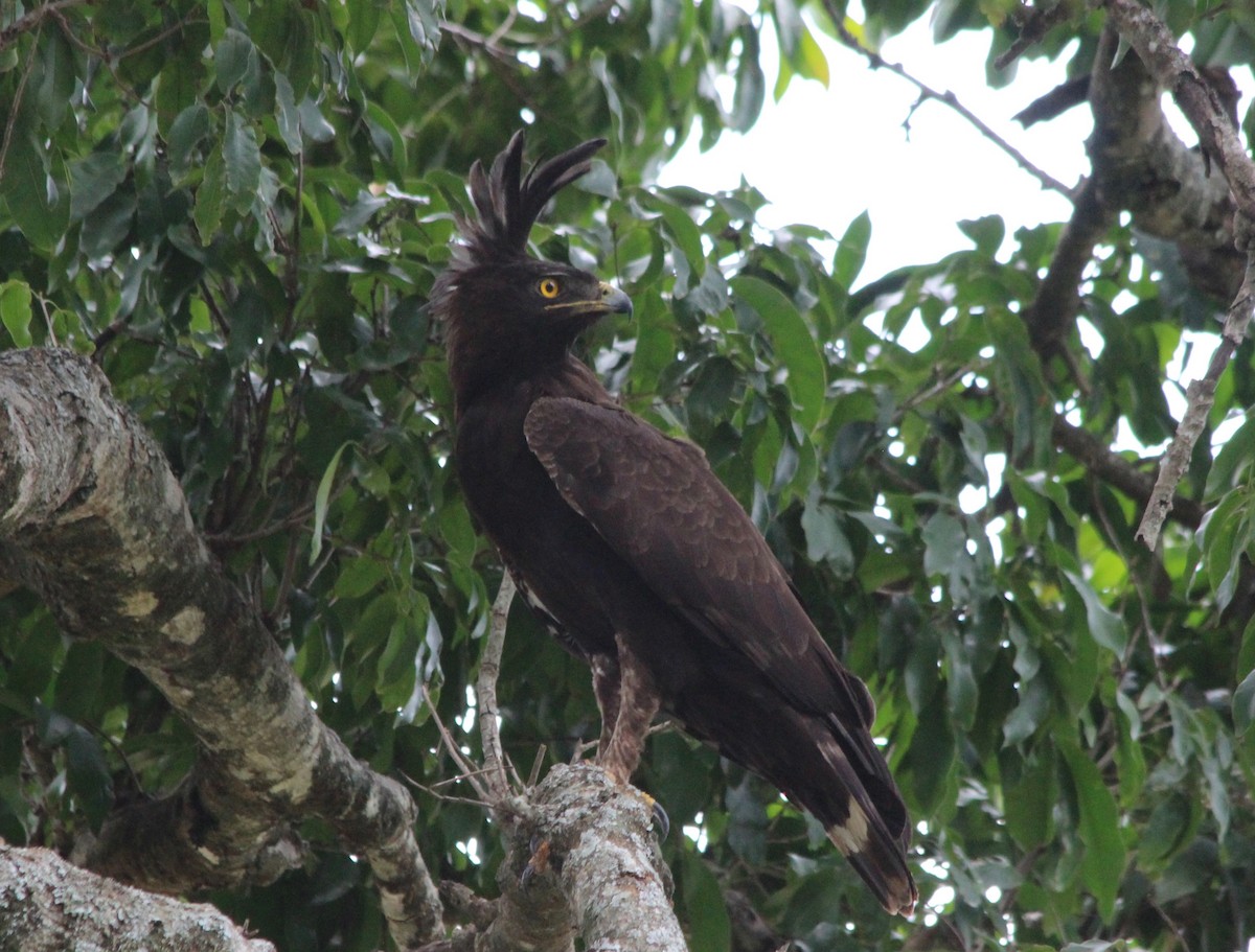 Long-crested Eagle - ML54686361