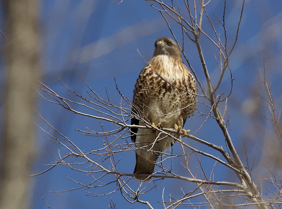 Red-tailed Hawk - ML546864151