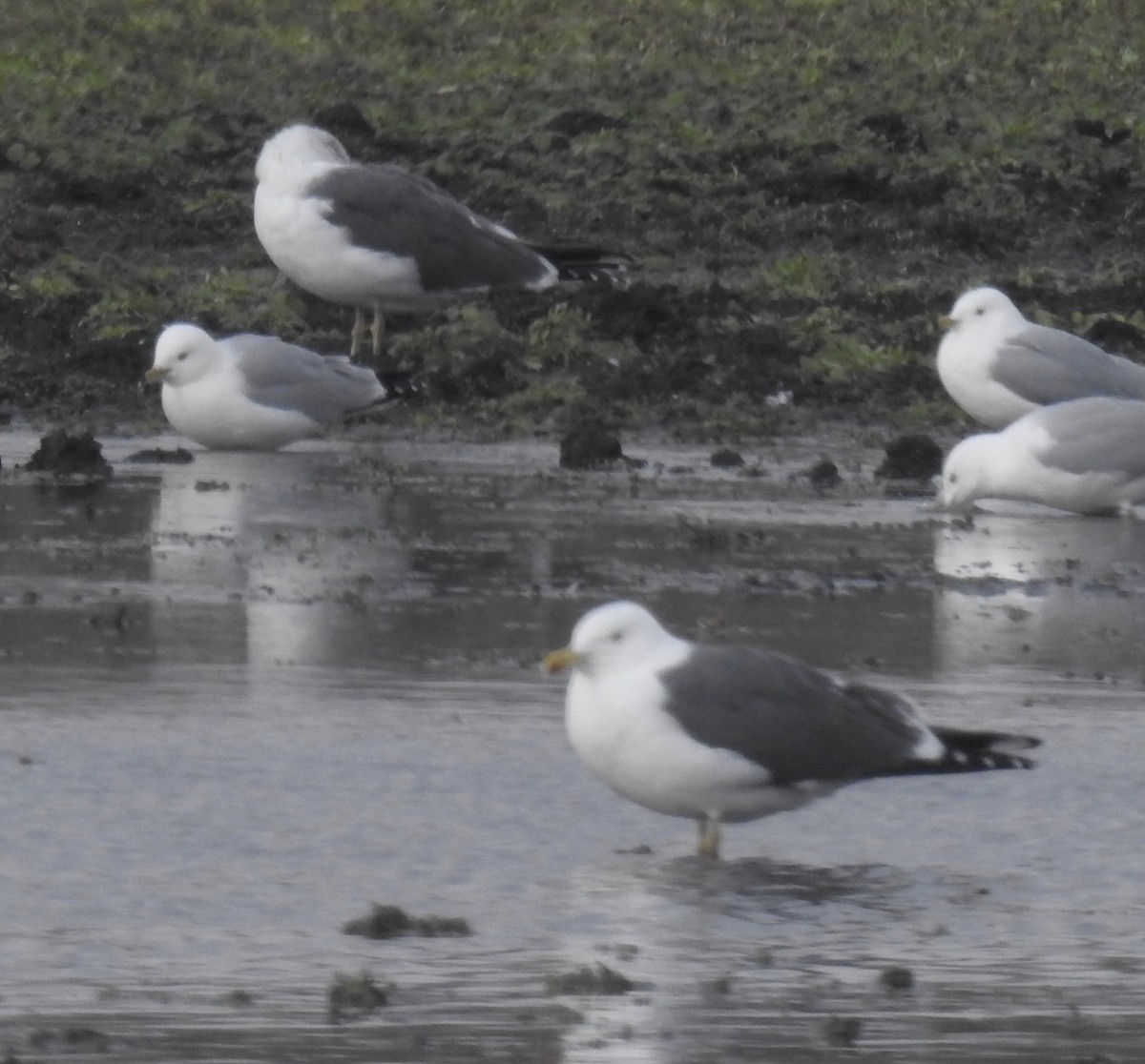 Lesser Black-backed Gull - Bill Purcell