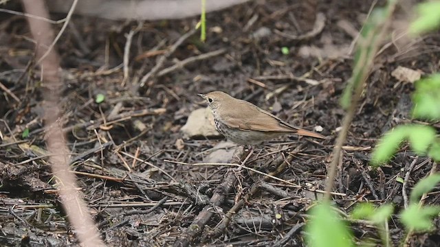 Hermit Thrush - ML546866091