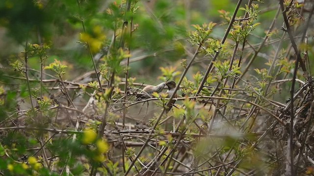 Allen's Hummingbird - ML546867001