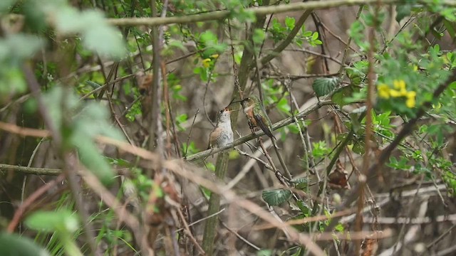 Allen's Hummingbird - ML546867101