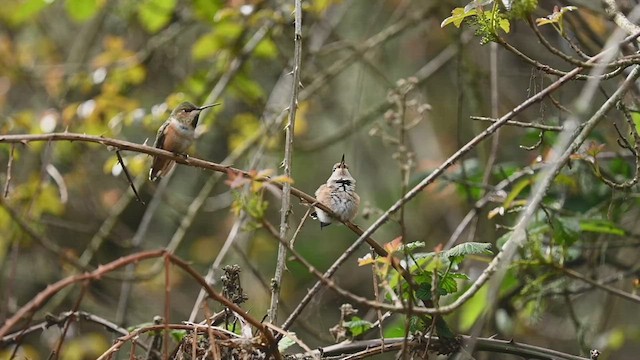 Allen's Hummingbird - ML546867111