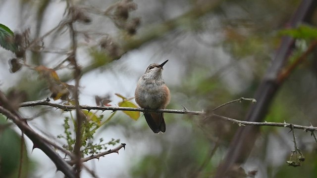 Colibrí de Allen - ML546867131