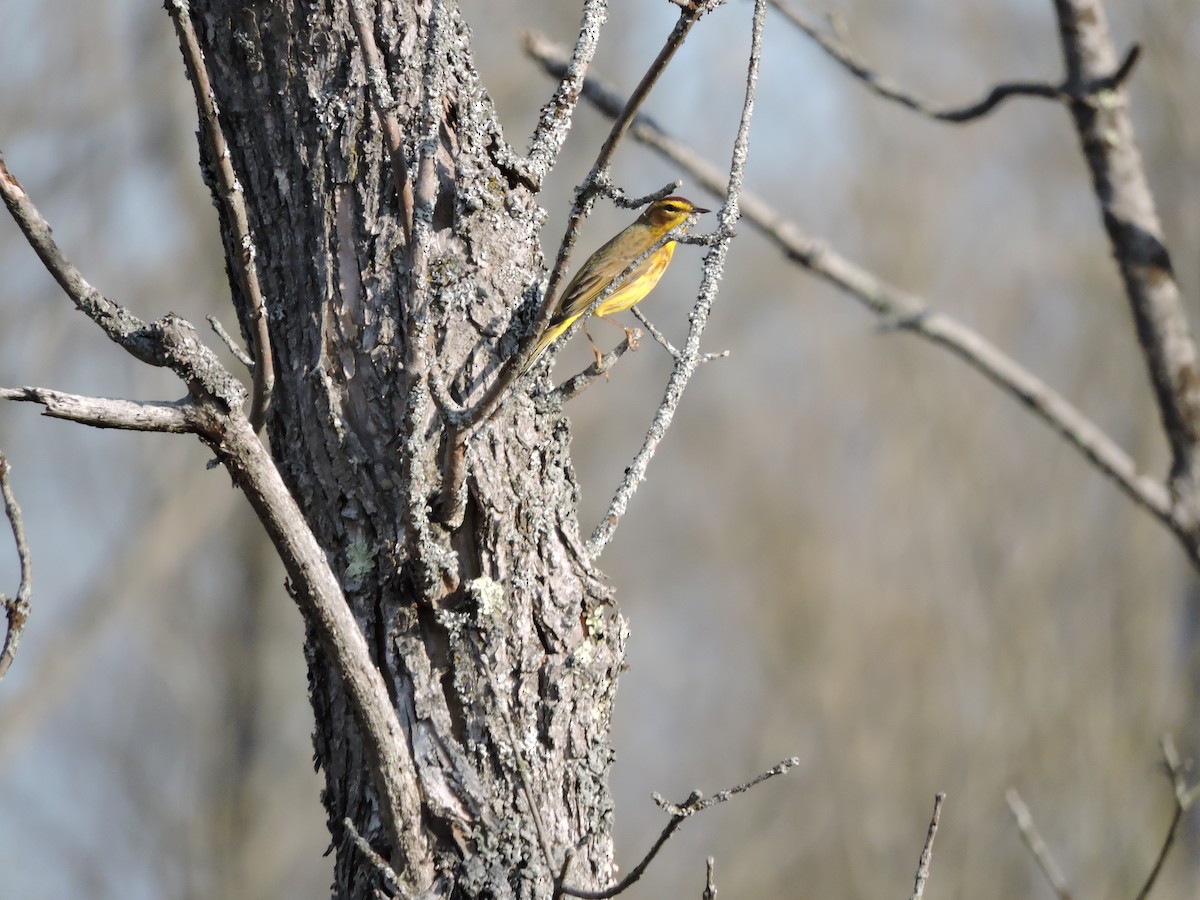 Palm Warbler (Yellow) - ML54686741