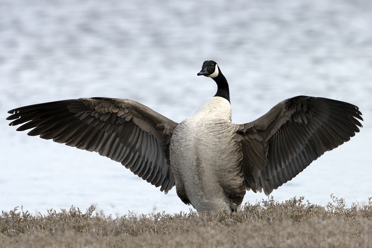 Canada Goose - ML546868111