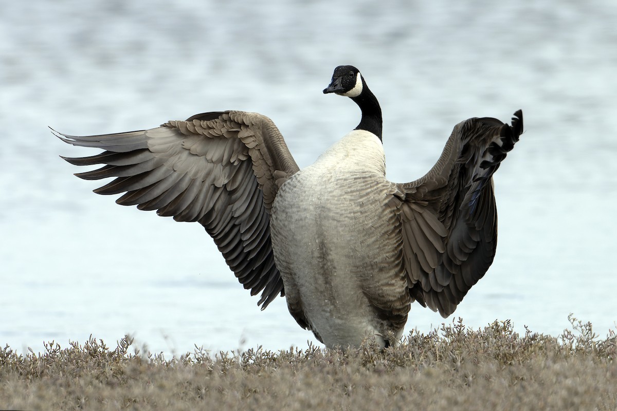 Canada Goose - Bob  Wood