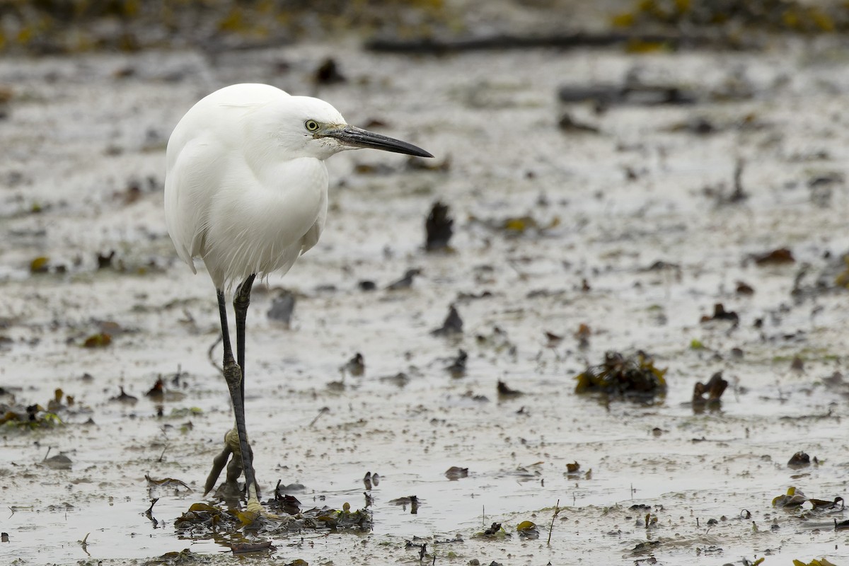 Little Egret - ML546868491