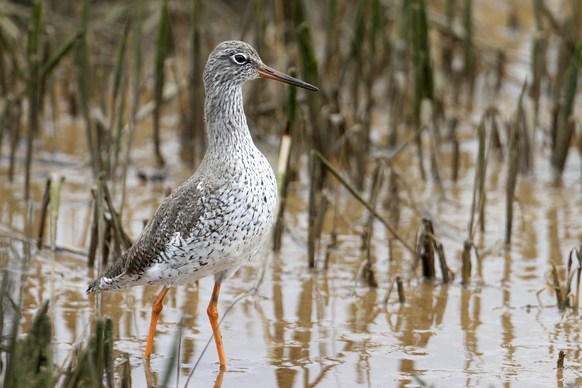 Common Redshank - ML546869791