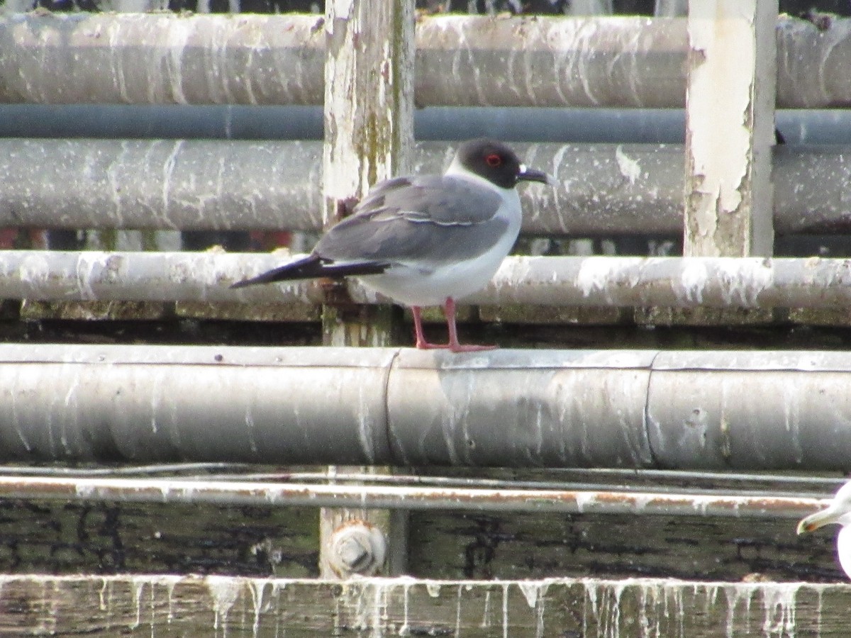 Swallow-tailed Gull - ML546870961