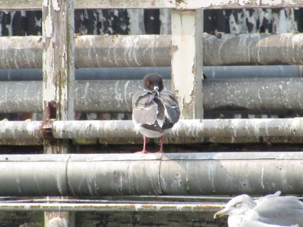 Swallow-tailed Gull - Dana Sterner