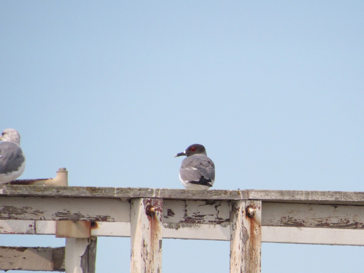 Swallow-tailed Gull - Dana Sterner