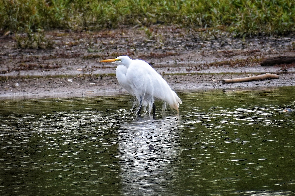 Great Egret - ML546871711