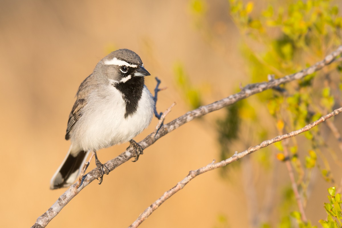 Black-throated Sparrow - ML546872101