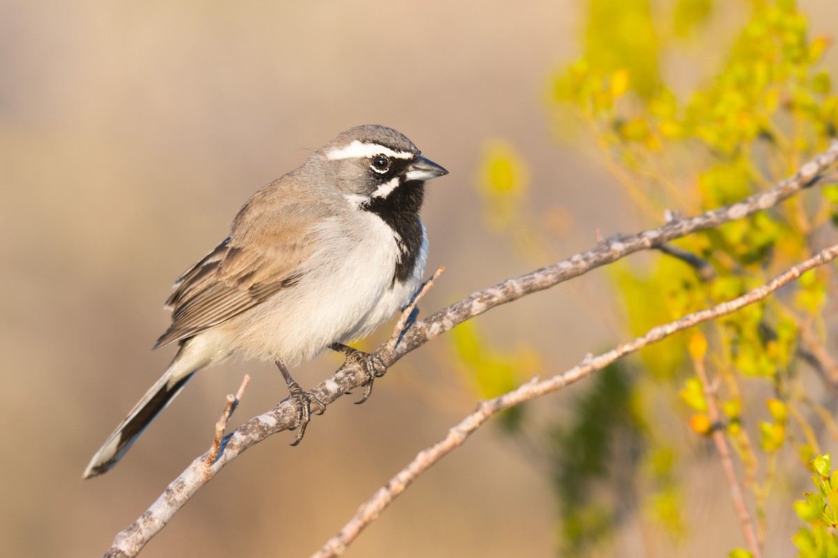 Black-throated Sparrow - ML546872111