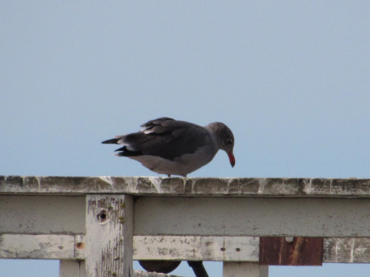 Gaviota Mexicana - ML546872531