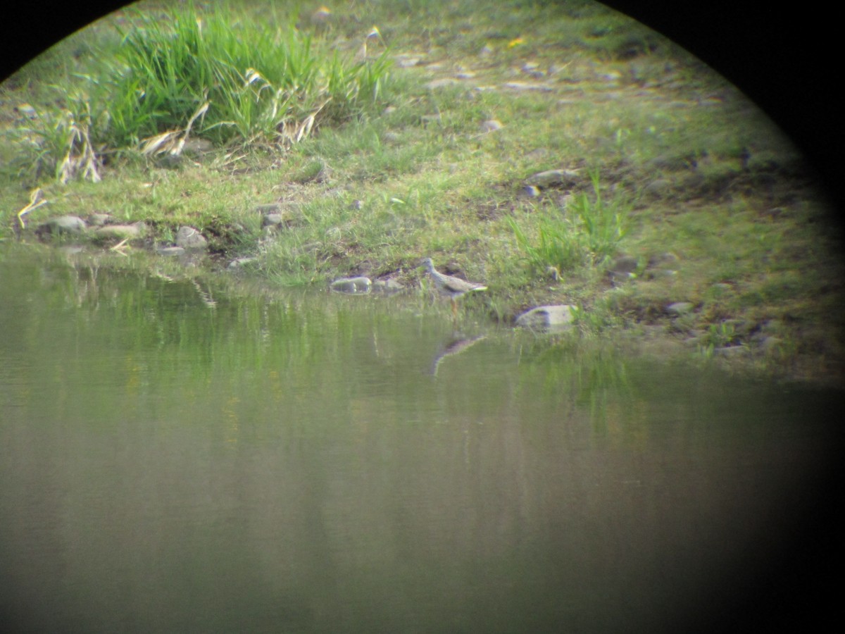 Greater Yellowlegs - Matthew Cozart