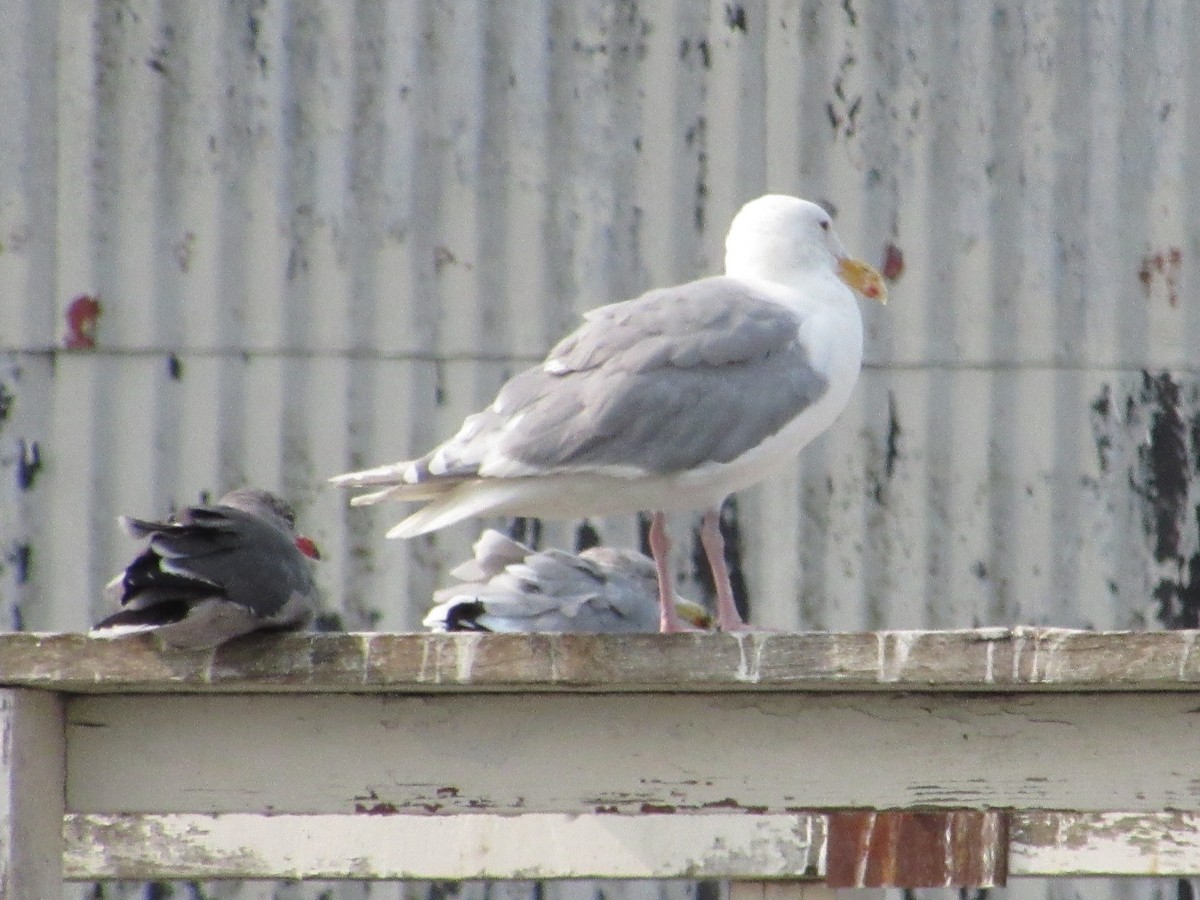 Gaviota de Bering - ML546874051