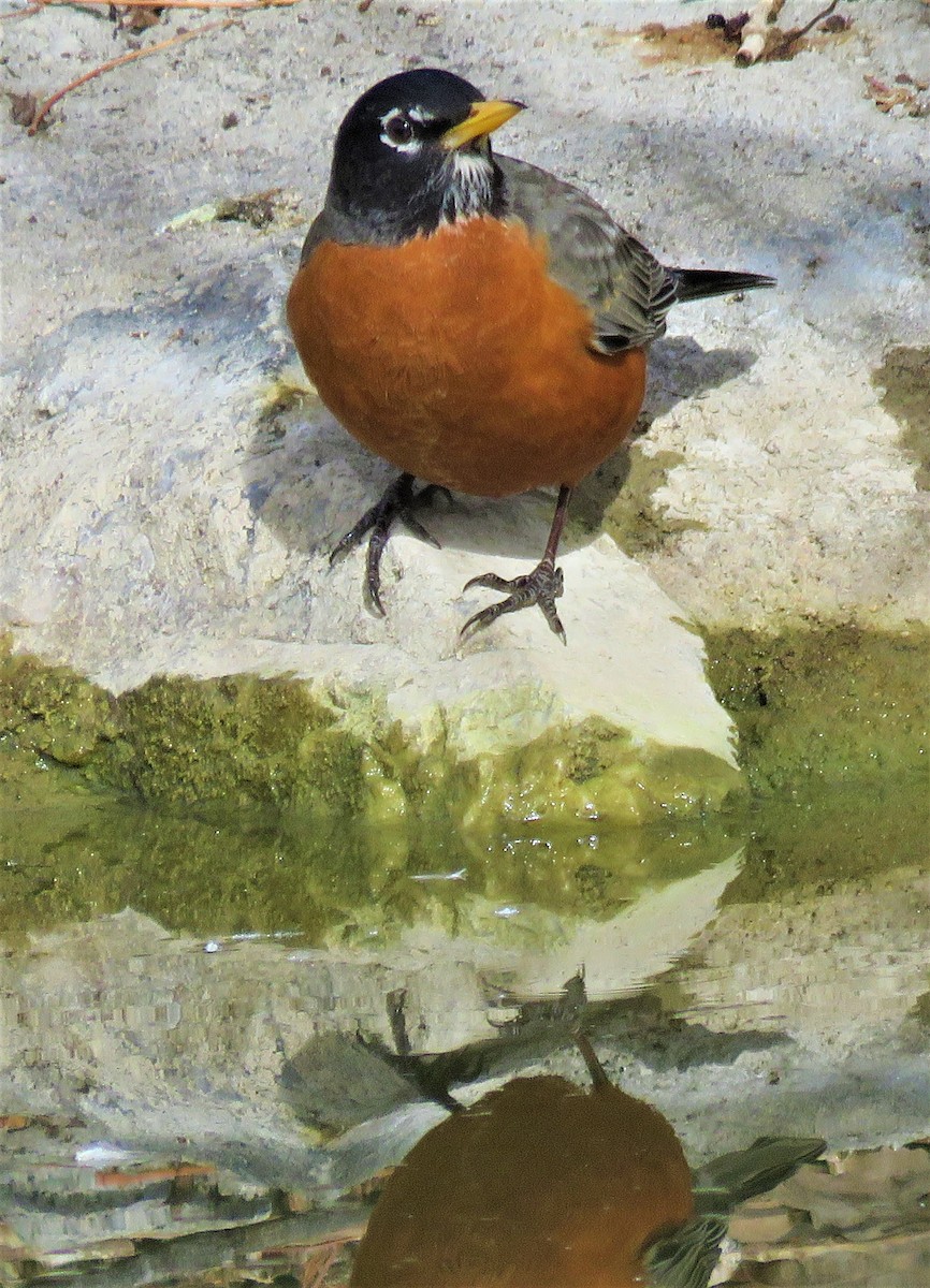 American Robin - ML546876831