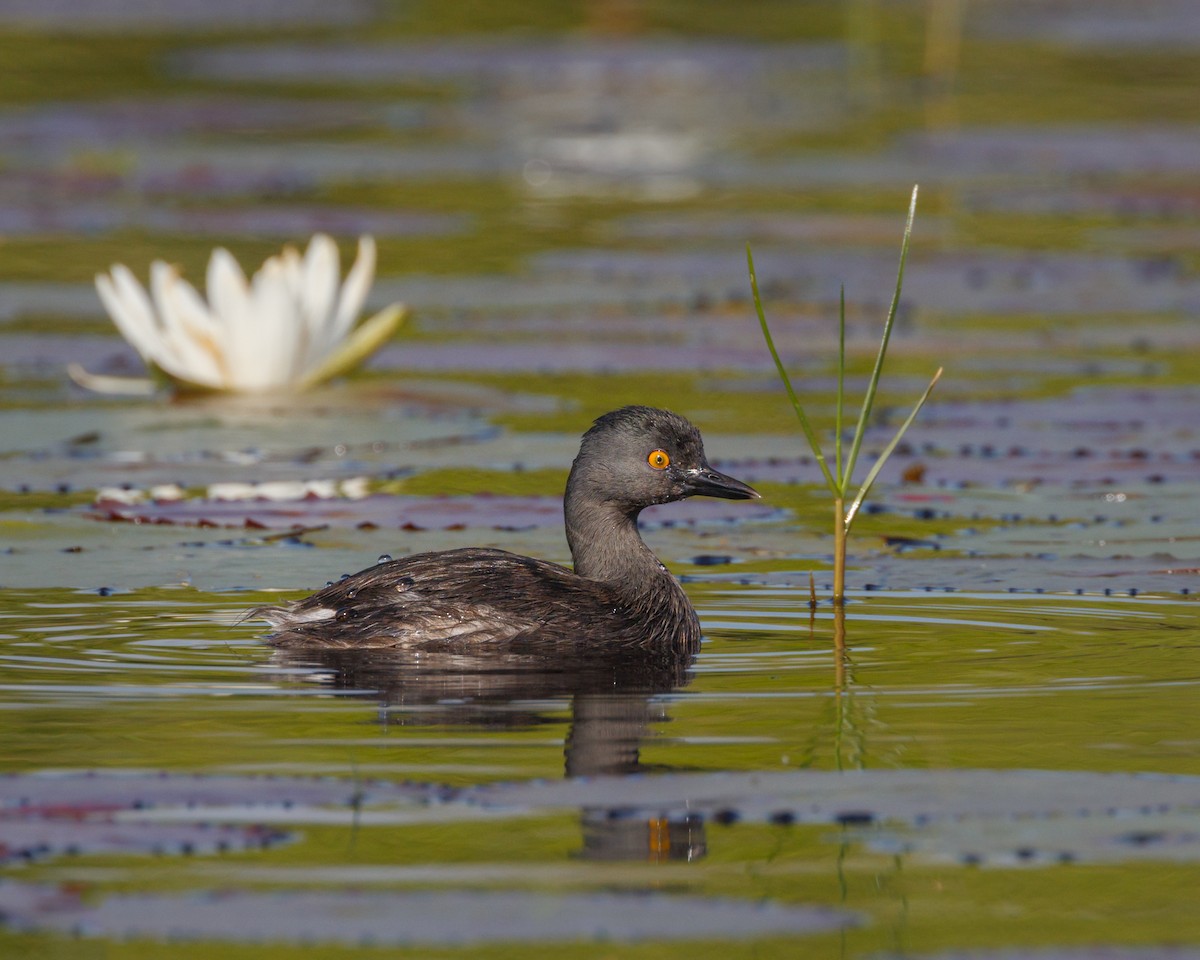 Least Grebe - ML546877121