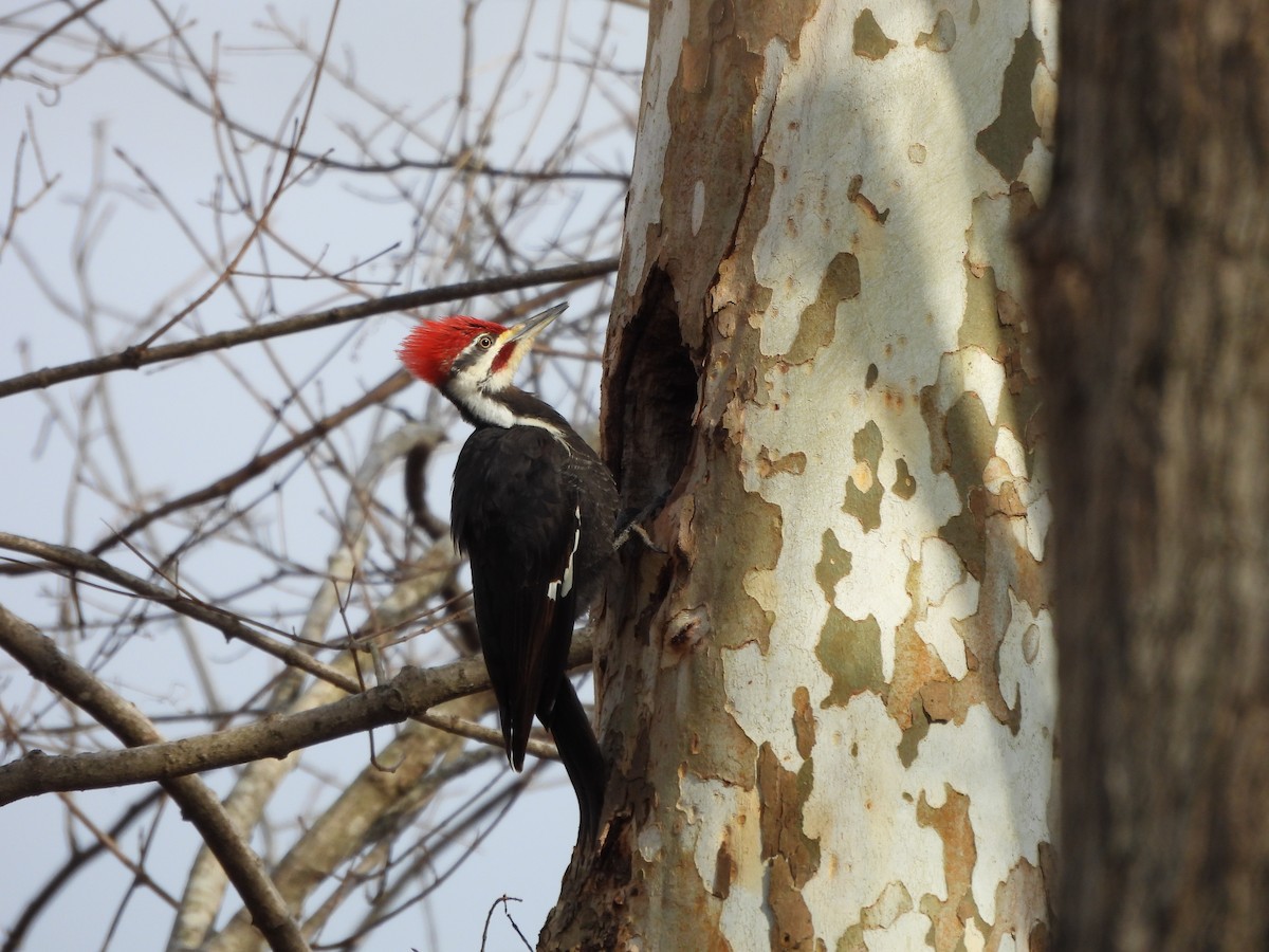 Pileated Woodpecker - ML546878041
