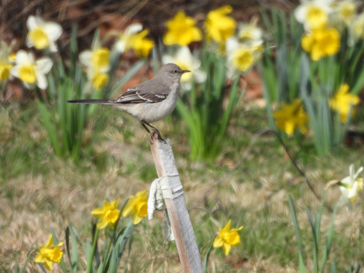 Northern Mockingbird - ML546878391